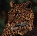 Eyes of Africa "Leopard" by Danny Day