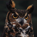 Eyes of North America "Great Horned Owl" by Danny Day