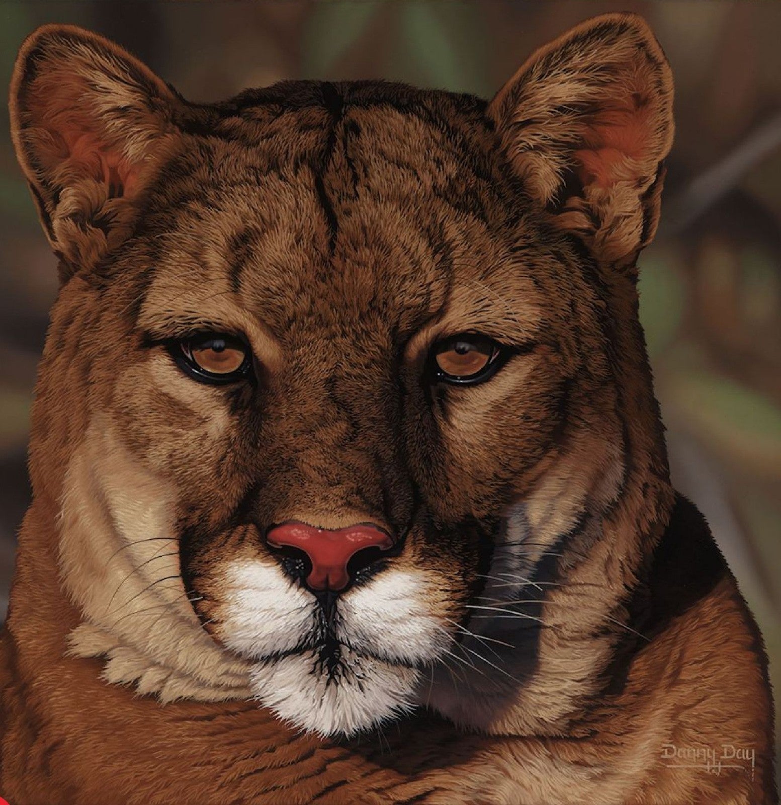 Eyes of North America "Cougar" by Danny Day