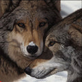 Eyes of North America "Grey Wolvesl" by Danny Day