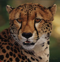 Eyes of Africa "Cheetah" by Danny Day