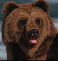 Eyes of North America "Brown Bear" by Danny Day