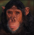 Eyes of North America "Chimpanzee" by Danny Day